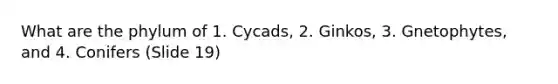 What are the phylum of 1. Cycads, 2. Ginkos, 3. Gnetophytes, and 4. Conifers (Slide 19)