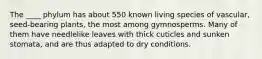 The ____ phylum has about 550 known living species of vascular, seed-bearing plants, the most among gymnosperms. Many of them have needlelike leaves with thick cuticles and sunken stomata, and are thus adapted to dry conditions.