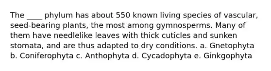 The ____ phylum has about 550 known living species of vascular, seed-bearing plants, the most among gymnosperms. Many of them have needlelike leaves with thick cuticles and sunken stomata, and are thus adapted to dry conditions. a. Gnetophyta b. Coniferophyta c. Anthophyta d. Cycadophyta e. Ginkgophyta