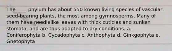 The ____ phylum has about 550 known living species of vascular, seed-bearing plants, the most among gymnosperms. Many of them have needlelike leaves with thick cuticles and sunken stomata, and are thus adapted to dry conditions. a. Coniferophyta b. Cycadophyta c. Anthophyta d. Ginkgophyta e. Gnetophyta