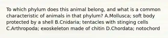 To which phylum does this animal belong, and what is a common characteristic of animals in that phylum? A.Mollusca; soft body protected by a shell B.Cnidaria; tentacles with stinging cells C.Arthropoda; exoskeleton made of chitin D.Chordata; notochord