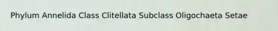 Phylum Annelida Class Clitellata Subclass Oligochaeta Setae