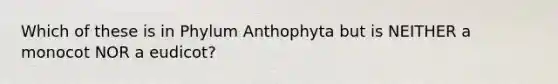 Which of these is in Phylum Anthophyta but is NEITHER a monocot NOR a eudicot?