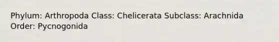 Phylum: Arthropoda Class: Chelicerata Subclass: Arachnida Order: Pycnogonida