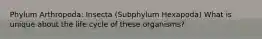 Phylum Arthropoda: Insecta (Subphylum Hexapoda) What is unique about the life cycle of these organisms?