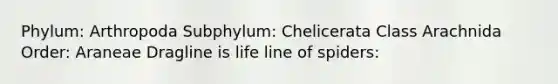 Phylum: Arthropoda Subphylum: Chelicerata Class Arachnida Order: Araneae Dragline is life line of spiders: