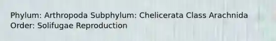 Phylum: Arthropoda Subphylum: Chelicerata Class Arachnida Order: Solifugae Reproduction