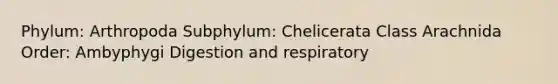 Phylum: Arthropoda Subphylum: Chelicerata Class Arachnida Order: Ambyphygi Digestion and respiratory