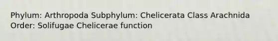 Phylum: Arthropoda Subphylum: Chelicerata Class Arachnida Order: Solifugae Chelicerae function