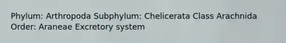 Phylum: Arthropoda Subphylum: Chelicerata Class Arachnida Order: Araneae Excretory system