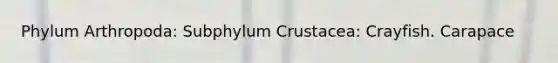 Phylum Arthropoda: Subphylum Crustacea: Crayfish. Carapace