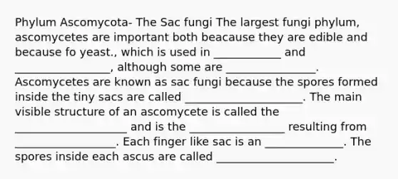 Phylum Ascomycota- The Sac fungi The largest fungi phylum, ascomycetes are important both beacause they are edible and because fo yeast., which is used in ____________ and _________________, although some are ________________. Ascomycetes are known as sac fungi because the spores formed inside the tiny sacs are called _____________________. The main visible structure of an ascomycete is called the ____________________ and is the _________________ resulting from __________________. Each finger like sac is an ______________. The spores inside each ascus are called _____________________.