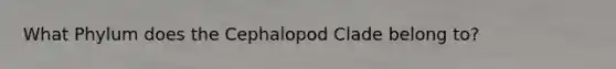 What Phylum does the Cephalopod Clade belong to?