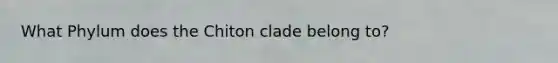 What Phylum does the Chiton clade belong to?