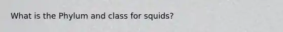 What is the Phylum and class for squids?