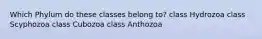 Which Phylum do these classes belong to? class Hydrozoa class Scyphozoa class Cubozoa class Anthozoa