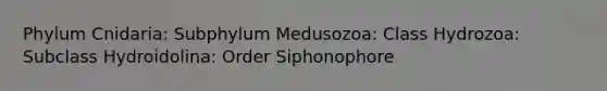 Phylum Cnidaria: Subphylum Medusozoa: Class Hydrozoa: Subclass Hydroidolina: Order Siphonophore