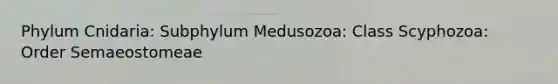 Phylum Cnidaria: Subphylum Medusozoa: Class Scyphozoa: Order Semaeostomeae