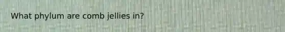 What phylum are comb jellies in?