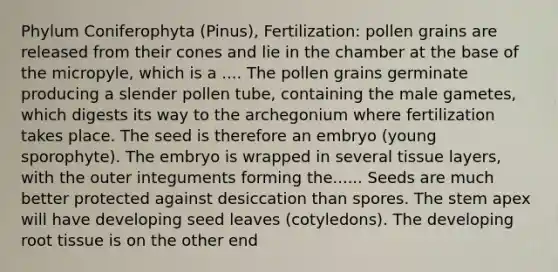 Phylum Coniferophyta (Pinus), Fertilization: pollen grains are released from their cones and lie in the chamber at the base of the micropyle, which is a .... The pollen grains germinate producing a slender pollen tube, containing the male gametes, which digests its way to the archegonium where fertilization takes place. The seed is therefore an embryo (young sporophyte). The embryo is wrapped in several tissue layers, with the outer integuments forming the...... Seeds are much better protected against desiccation than spores. The stem apex will have developing seed leaves (cotyledons). The developing root tissue is on the other end