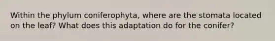 Within the phylum coniferophyta, where are the stomata located on the leaf? What does this adaptation do for the conifer?