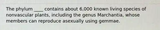 The phylum ____ contains about 6,000 known living species of nonvascular plants, including the genus Marchantia, whose members can reproduce asexually using gemmae.