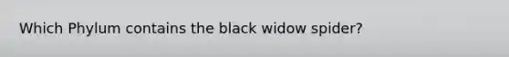 Which Phylum contains the black widow spider?