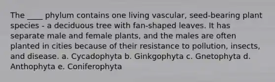 The ____ phylum contains one living vascular, seed-bearing plant species - a deciduous tree with fan-shaped leaves. It has separate male and female plants, and the males are often planted in cities because of their resistance to pollution, insects, and disease. a. Cycadophyta b. Ginkgophyta c. Gnetophyta d. Anthophyta e. Coniferophyta