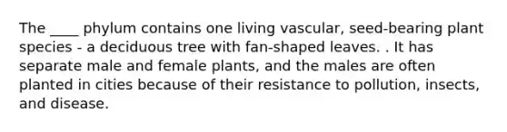 The ____ phylum contains one living vascular, seed-bearing plant species - a deciduous tree with fan-shaped leaves. . It has separate male and female plants, and the males are often planted in cities because of their resistance to pollution, insects, and disease. ​