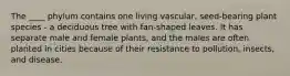 The ____ phylum contains one living vascular, seed-bearing plant species - a deciduous tree with fan-shaped leaves. It has separate male and female plants, and the males are often planted in cities because of their resistance to pollution, insects, and disease.