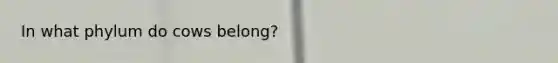 In what phylum do cows belong?