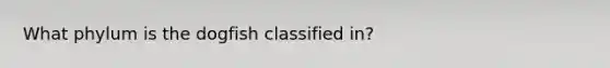 What phylum is the dogfish classified in?