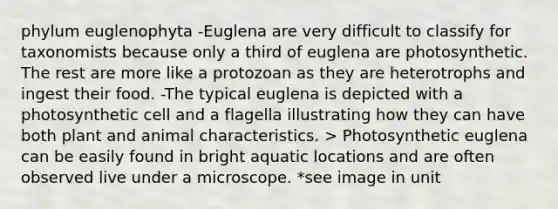 phylum euglenophyta -Euglena are very difficult to classify for taxonomists because only a third of euglena are photosynthetic. The rest are more like a protozoan as they are heterotrophs and ingest their food. -The typical euglena is depicted with a photosynthetic cell and a flagella illustrating how they can have both plant and animal characteristics. > Photosynthetic euglena can be easily found in bright aquatic locations and are often observed live under a microscope. *see image in unit