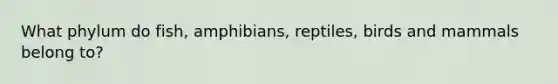 What phylum do fish, amphibians, reptiles, birds and mammals belong to?