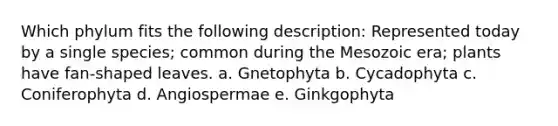 Which phylum fits the following description: Represented today by a single species; common during the Mesozoic era; plants have fan-shaped leaves. a. Gnetophyta b. Cycadophyta c. Coniferophyta d. Angiospermae e. Ginkgophyta