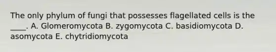 The only phylum of fungi that possesses flagellated cells is the ____. A. Glomeromycota B. zygomycota C. basidiomycota D. asomycota E. chytridiomycota