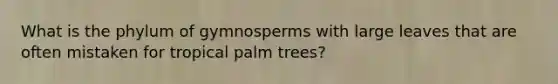 What is the phylum of gymnosperms with large leaves that are often mistaken for tropical palm trees?