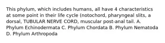 This phylum, which includes humans, all have 4 characteristics at some point in their life cycle (notochord, pharyngeal slits, a dorsal, TUBULAR NERVE CORD, muscular post-anal tail. A. Phylum Echinodermata C. Phylum Chordata B. Phylum Nematoda D. Phylum Arthropoda