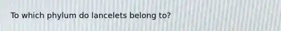 To which phylum do lancelets belong to?