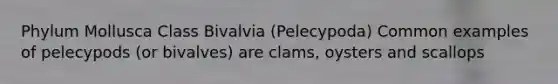 Phylum Mollusca Class Bivalvia (Pelecypoda) Common examples of pelecypods (or bivalves) are clams, oysters and scallops