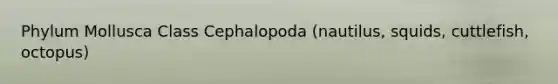 Phylum Mollusca Class Cephalopoda (nautilus, squids, cuttlefish, octopus)