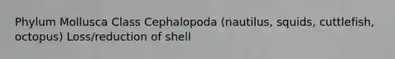 Phylum Mollusca Class Cephalopoda (nautilus, squids, cuttlefish, octopus) Loss/reduction of shell