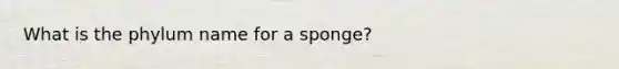 What is the phylum name for a sponge?