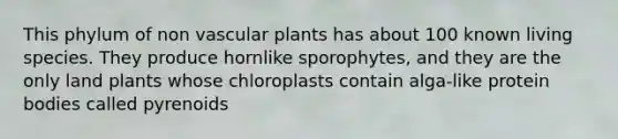 This phylum of non vascular plants has about 100 known living species. They produce hornlike sporophytes, and they are the only land plants whose chloroplasts contain alga-like protein bodies called pyrenoids