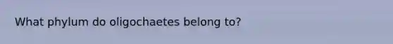 What phylum do oligochaetes belong to?