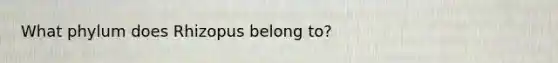 What phylum does Rhizopus belong to?