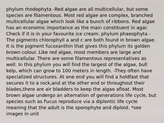 phylum rhodophyta -Red algae are all multicellular, but some species are filamentous. Most red algae are complex, branched multicellular algae which look like a bunch of ribbons. Red algae has an economic importance as the main constituent in agar. Check if it is in your favourite ice cream. phylum phaeophyta -The pigments chlorophyll a and c are both found in brown algae. It is the pigment fucoxanthin that gives this phylum its golden brown colour. Like red algae, most members are large and multicellular. There are some filamentous representatives as well. In this phylum you will find the largest of the algae, bull kelp, which can grow to 100 meters in length. -They often have specialized structures. At one end you will find a holdfast that secures it to a rock,and at the other end or throughout their blades,there are air bladders to keep the algae afloat. Most brown algae undergo an alternation of generations life cycle, but species such as Fucus reproduce via a diplontic life cycle meaning that the adult is the sporophyte and diploid. *see images in unit