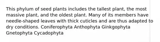 This phylum of seed plants includes the tallest plant, the most massive plant, and the oldest plant. Many of its members have needle-shaped leaves with thick cuticles and are thus adapted to dry conditions. Coniferophyta Anthophyta Ginkgophyta Gnetophyta Cycadophyta