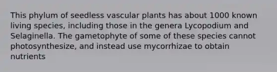 This phylum of seedless vascular plants has about 1000 known living species, including those in the genera Lycopodium and Selaginella. The gametophyte of some of these species cannot photosynthesize, and instead use mycorrhizae to obtain nutrients