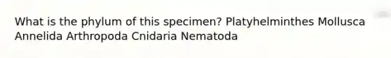 What is the phylum of this specimen? Platyhelminthes Mollusca Annelida Arthropoda Cnidaria Nematoda